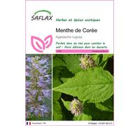 SAFLAX - Menthe de Corée - 1200 graines - Agastache