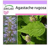 SAFLAX - Menthe de Corée - 1200 graines - Agastache rugosa