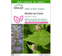 SAFLAX - Menthe de Corée - 1200 graines - Avec substrat - Agastache