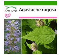 SAFLAX - Menthe de Corée - 1200 graines - Avec substrat - Agastache rugosa