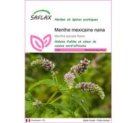 SAFLAX - Menthe mexicaine nana - 500 graines - Mentha
