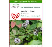 SAFLAX - Menthe poivrée - 300 graines - Avec substrat - Mentha