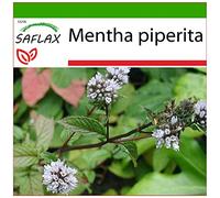 SAFLAX - Menthe poivrée - 300 graines - Avec substrat - Mentha piperita