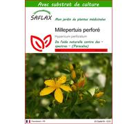 SAFLAX - Millepertuis perforé - 300 graines - Avec substrat - Hypericum