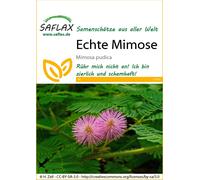 Saflax Mimosa Pudique - 1 sachet
