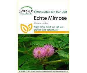 Saflax Mimosa Pudique - 1 sachet