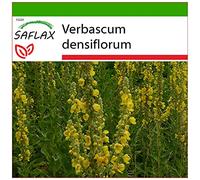SAFLAX - Molène à fleurs denses - 500 graines - Avec substrat - Verbascum densiflorum