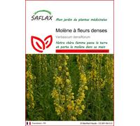 SAFLAX - Molène à fleurs denses - 500 graines - Verbascum
