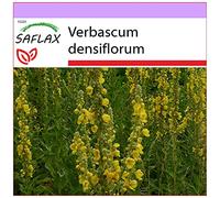 SAFLAX - Molène à fleurs denses - 500 graines - Verbascum densiflorum