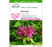 SAFLAX - Monarde - 20 graines - Avec substrat - Monarda