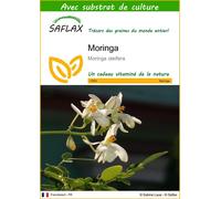 SAFLAX - Moringa - 10 graines - Avec substrat - Moringa
