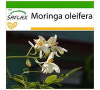 SAFLAX - Moringa - 10 graines - Avec substrat - Moringa oleifera