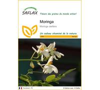SAFLAX - Moringa - 10 graines - Moringa