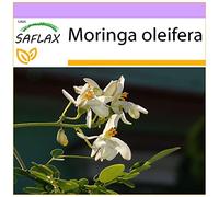 SAFLAX - Moringa - 10 graines - Moringa oleifera