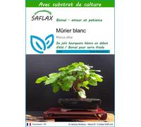 SAFLAX - Mûrier blanc - 200 graines - Avec substrat - Morus