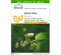 SAFLAX - Mûrier blanc - 200 graines - Avec substrat - Morus
