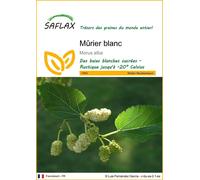 SAFLAX - Mûrier blanc - 200 graines - Morus