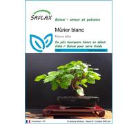 SAFLAX - Mûrier blanc - 200 graines - Morus