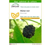 SAFLAX - Mûrier noir - 200 graines - Avec substrat - Morus