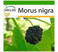 SAFLAX - Mûrier noir - 200 graines - Avec substrat - Morus nigra