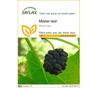 SAFLAX - Mûrier noir - 200 graines - Morus
