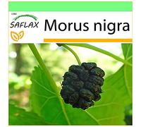 SAFLAX - Mûrier noir - 200 graines - Morus nigra