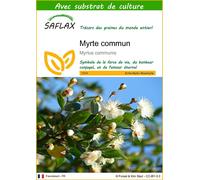 SAFLAX - Myrte commun - 30 graines - Avec substrat - Myrtus