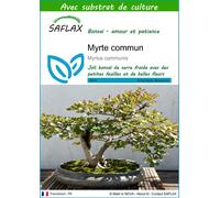 SAFLAX - Myrte commun - 30 graines - Avec substrat - Myrtus