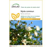 SAFLAX - Myrte commun - 30 graines - Myrtus