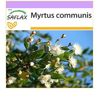 Saflax Myrte Commun - 1 sachet