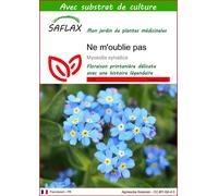SAFLAX - Ne m'oublie pas - 150 graines - Avec substrat - Myosotis
