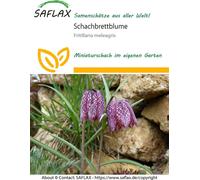 Saflax Oeuf de Pintade - 1 sachet