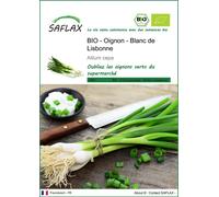 SAFLAX -- Oignon - Blanc de Lisbonne - 150 graines - Allium