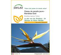 SAFLAX - Oiseau de paradis jaune - Mandelas Gold - 4 graines - Strelitzia