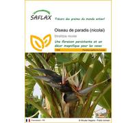 SAFLAX - Oiseau de paradis (nicolai) - 5 graines - Strelitzia