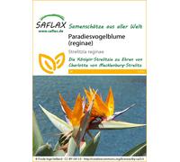 SAFLAX - Oiseau de paradis (reginae) - 5 graines - Strelitzia reginae