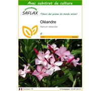 SAFLAX - Oléandre - 50 graines - Avec substrat - Nerium