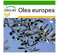 SAFLAX - Olivier - 20 graines - Avec substrat - Olea europea