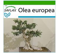 SAFLAX - Olivier - 20 graines - Avec substrat - Olea europea