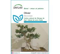SAFLAX - Olivier - 20 graines - Olea