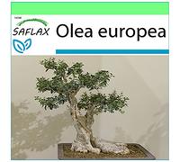 SAFLAX - Olivier - 20 graines - Olea europea