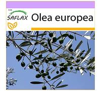 SAFLAX - Olivier - 20 graines - Olea