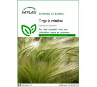 SAFLAX - Orge à crinière - 70 graines - Hordeum