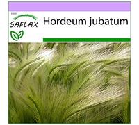 SAFLAX - Orge à crinière - 70 graines - Hordeum jubatum