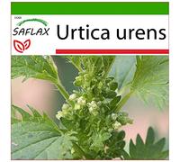SAFLAX - Ortie brûlante - 150 graines - Avec substrat - Urtica urens