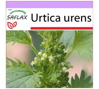 SAFLAX - Ortie brûlante - 150 graines - Urtica urens
