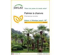SAFLAX - Palmier à chanvre - 10 graines - Chamaerops
