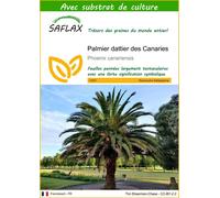 SAFLAX - Palmier dattier des Canaries - 10 graines - Avec substrat - Phoenix