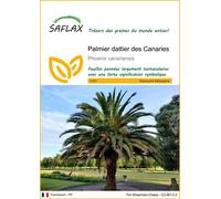 SAFLAX - Palmier dattier des Canaries - 10 graines - Phoenix