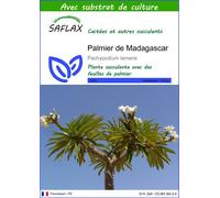 SAFLAX - Palmier de Madagascar - 10 graines - Avec substrat - Pachypodium